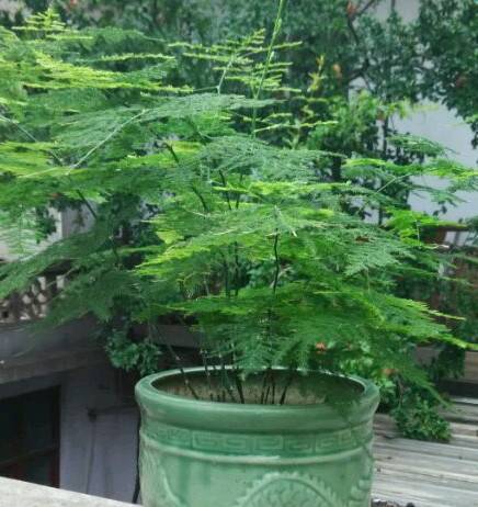 雪碧可浇文竹？选对花才佳！