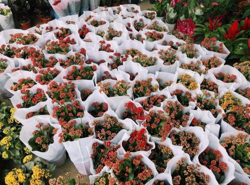 花卉市场摊位租金：美丽与繁华并存