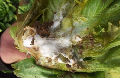 生菜菌核病防治用什么高效药物？