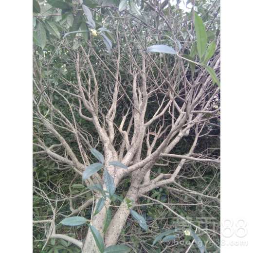 养护桂花树幼苗的小窍门