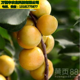 冬至前后采收种子， 千粒重惊人提升