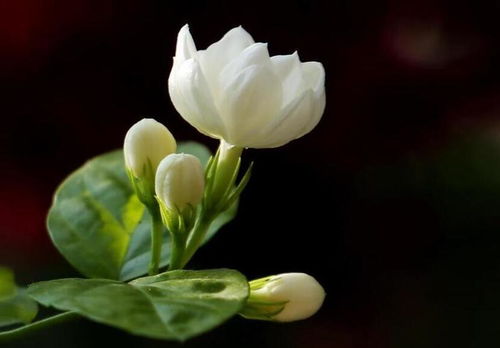 非洲茉莉的秘密：它究竟属于哪个科植物？