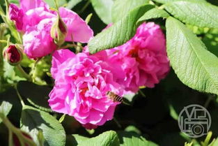 药用价值，养生之道