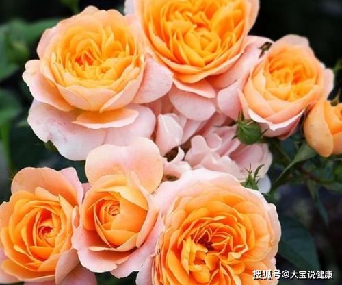 大花月季种植密度揭秘：每平方米种几棵才合适？