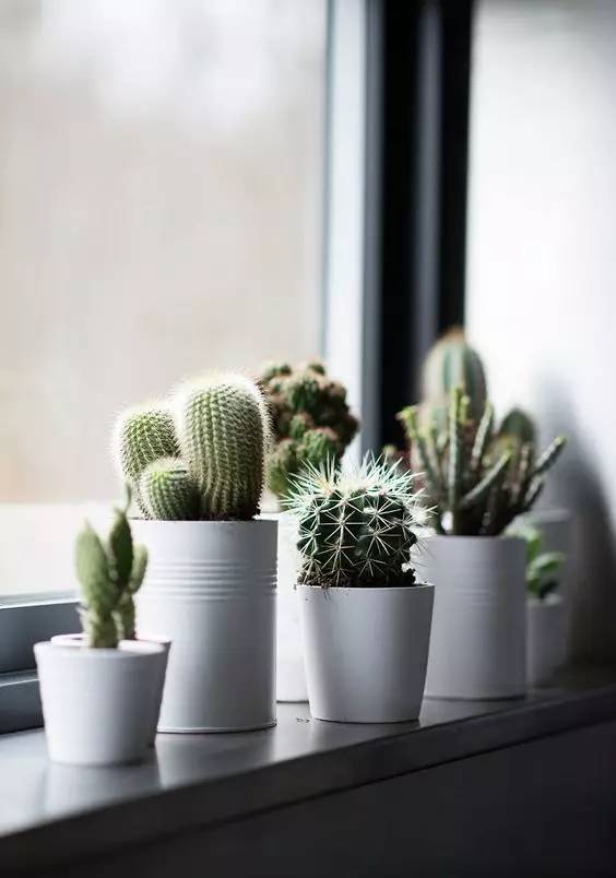 室内养什么植物好？盘点高颜值绿植