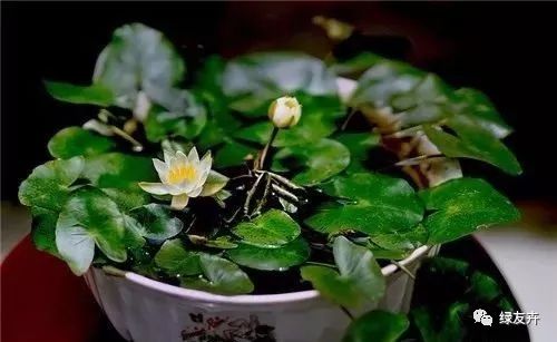 碗莲烂根，是土壤问题还是养护不当