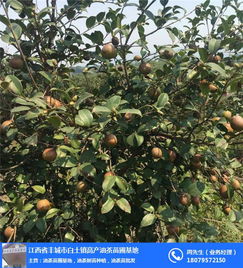 「茶油基地」两年嫁接油茶苗价格大揭秘！