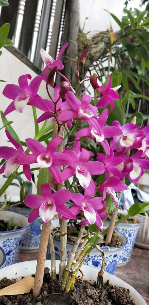 “鼓槌石斛老茎开花？养护技巧揭秘！”