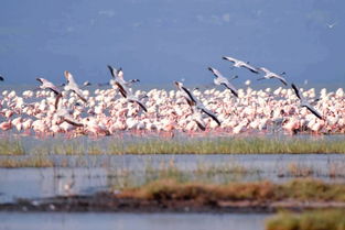 内蒙古的紫色花海，你找到没？