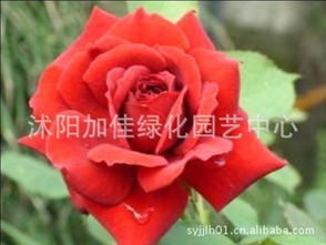 月季花价格：因品种、 季节和地域而异