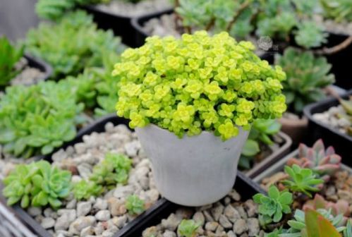 护盆草种类大全：多肉植物养护指南