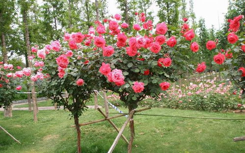 月季花的耐寒Neng力揭秘