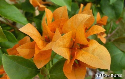 暗斑柠檬黄， 阳光下的舞者