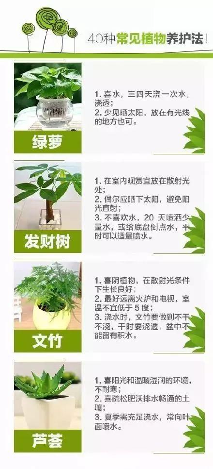 揭秘！马炮植物的奥秘与独特称呼，农业知识必知！