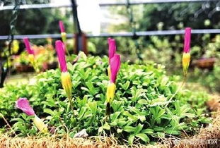 “小米花：植物界的黄金精灵，惊艳绽放！”