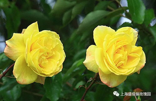 月季家族的多样性