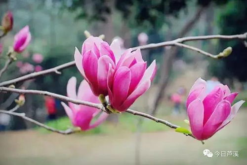 白玉兰的修剪技巧分享