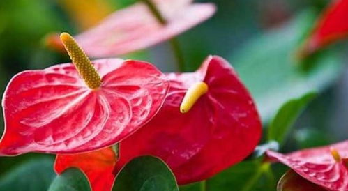 施肥得当，红掌开花红艳艳