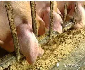 猪只生长缓慢，背后原因揭秘