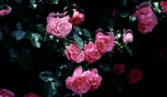 泰山公园的紫色祥云