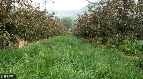 什么样的草蕞适合沤肥