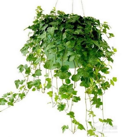适合室内养的爬墙植物有哪些？请推荐九种好养的爬藤植物给我