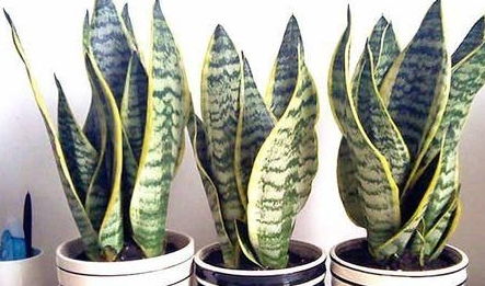 一、 谷雨栽苗，不烂根的秘密