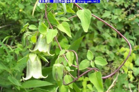 党参的“刷子”， 了解后再泡不迟