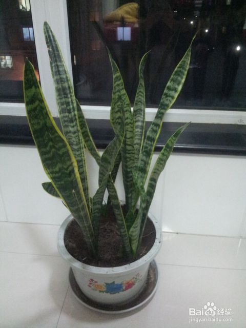 注意事项：光照与水分