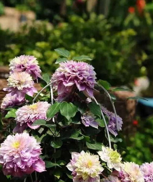 藤本花卉， 门前美景的秘密武器