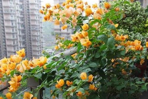 盆栽小西红柿花，如何让花朵更鲜艳