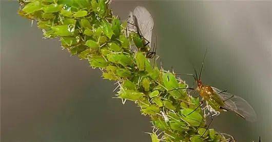 常见花卉病虫害盘点：叶斑病、蚜虫、红蜘蛛