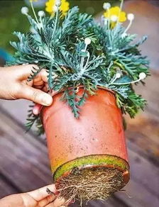 盆栽土，你需要多少？种植不同植物时土的用量应该是多少合适？