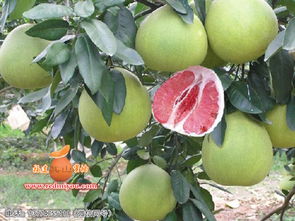 红柚子在山东种植的可行性探讨