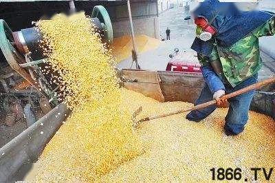 养猪场游戏不吃饲料，长期如此真的可行吗？