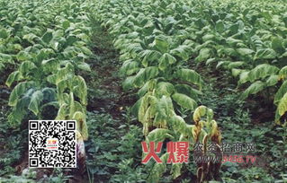 荔枝树枝铁锈病是个啥？