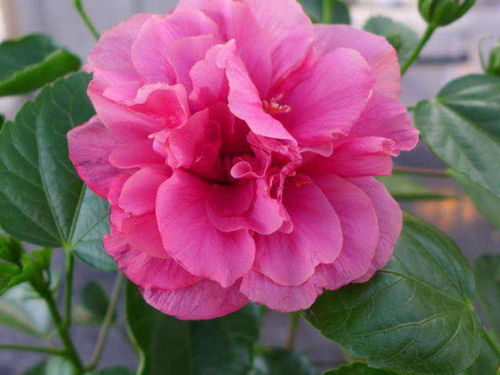 扶桑花：生命之花，永恒象征，爆款花卉新宠