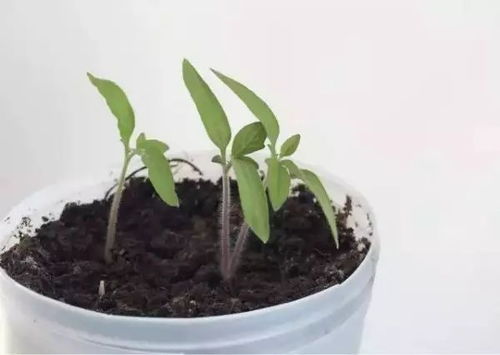 揭秘贵州茶油苗种植秘诀：如何在家种出高品质茶油？