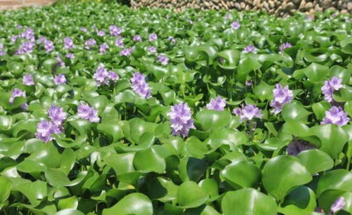 水葫芦如何进行种植？需要遵循哪些养殖方法和注意事项