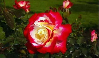 适合种植的季节：春末至秋初