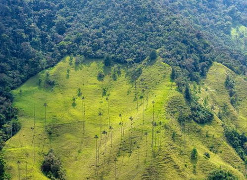 生态林的多样性与稳定性