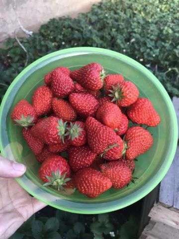 如何根据草莓品种特点挑选出适合种植的草莓品种