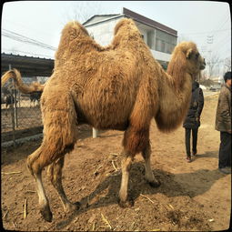 骆驼养殖肺炎是骆驼常见呼吸道疾病