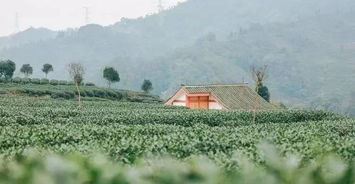 承包万亩茶园种植：揭秘种植茶油的利与弊