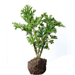 蛇根木是独特观叶植物，增添家居绿意