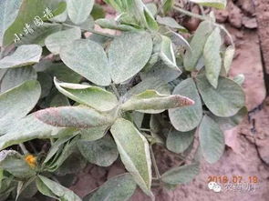 花生田除草剂主要分为两大类型