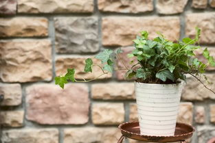 水培花怎么养才嫩梗旺盛 水培花如何培养才嫩梗茂盛