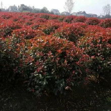 红叶石楠的生长速度