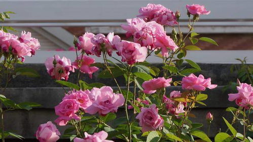 适合东北地区种植的抗寒月季品种