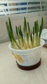 三、小苗以经弯弯了怎么办？